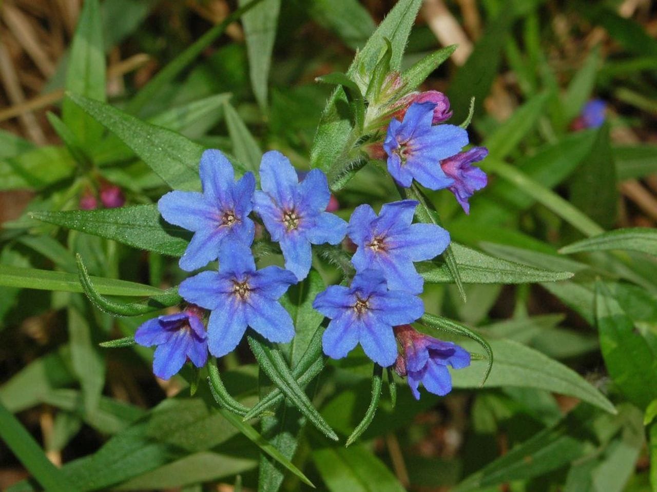 Lithospermum purp.-coeruleum